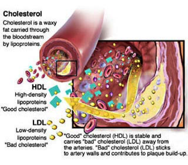 Cholesterol lamb